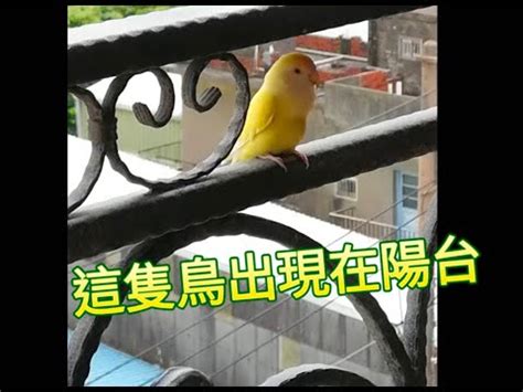 家中 飛 來 鳥|【有鳥飛來家裡】鳥兒飛進家裡：吉兆還是兇兆？聽聽。